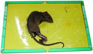 مرگ موش ها با تله چسبی